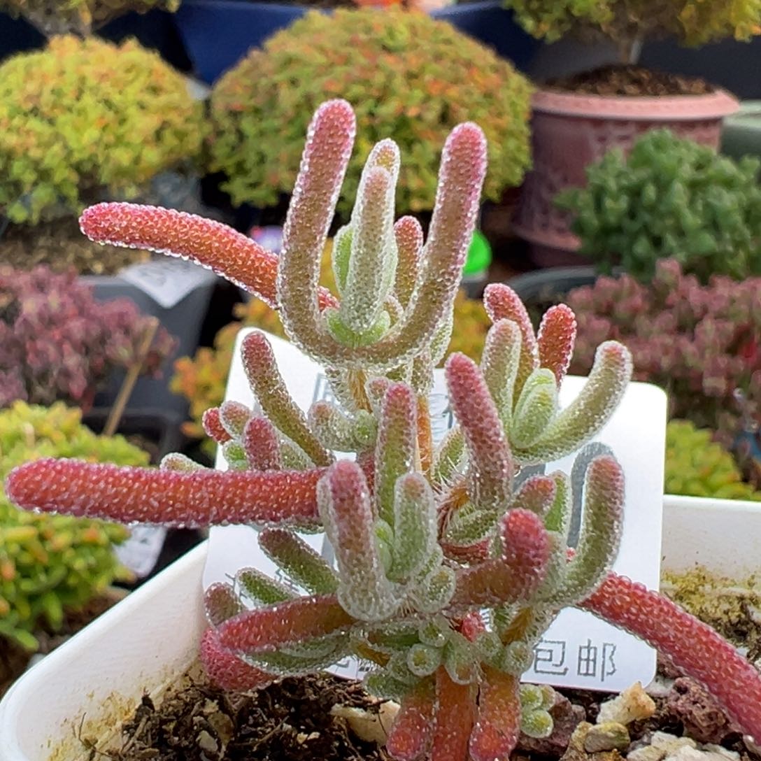 dy5910精控细叶紫钻冠幅2.5cm