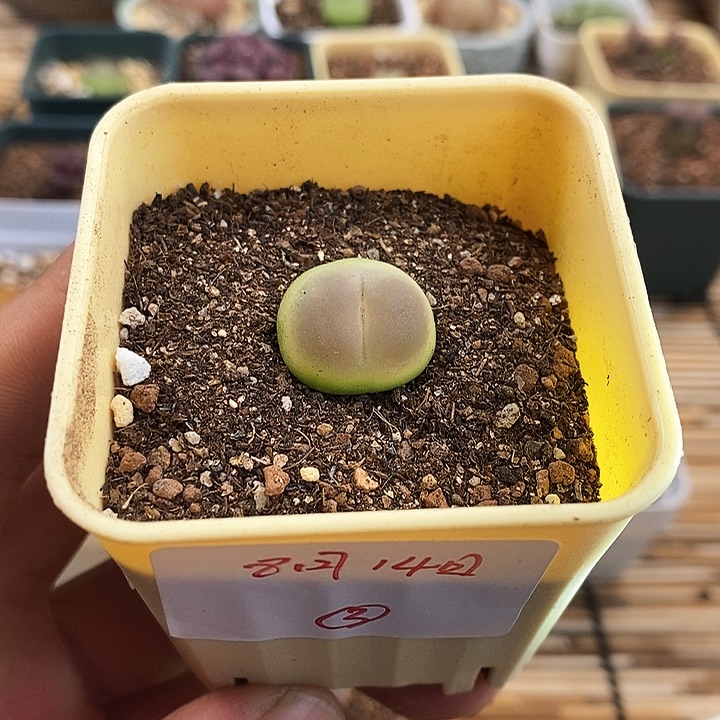 无花朵拉登母本-一物一拍-3