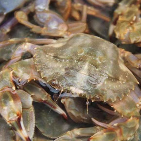 连云港海捕花盖蟹石头蟹岩头蟹