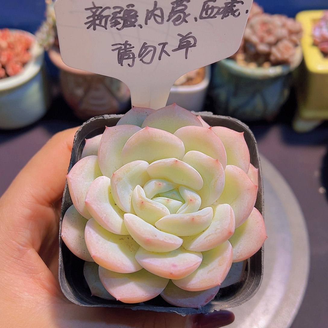 新品杂交，裸根发货，