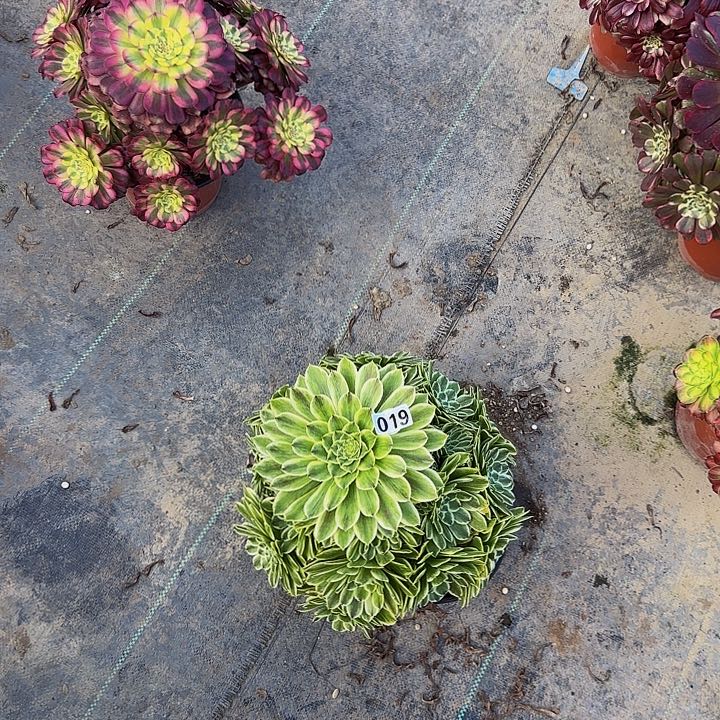 砳*019碧浪多肉法师