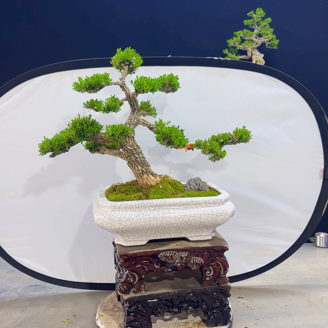 高端盆景艺术作品