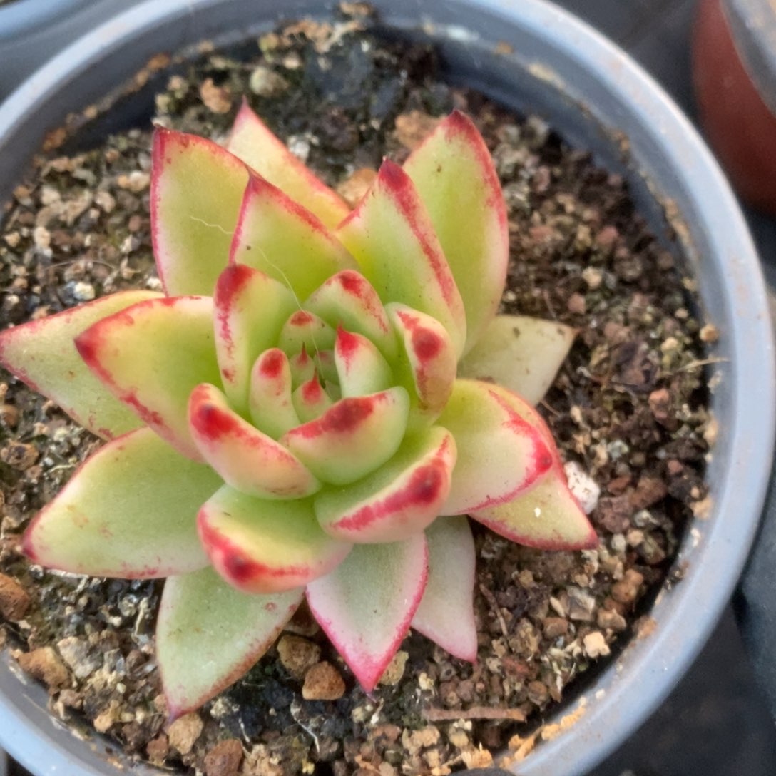 435乌木杂锦锦锦锦锦