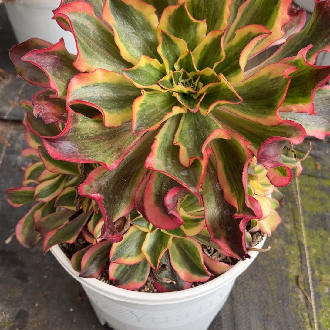 27魅影duorouxixixixi多肉