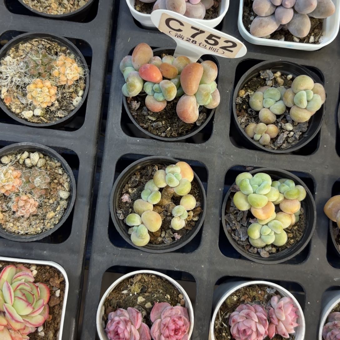 C752洛神一物一拍