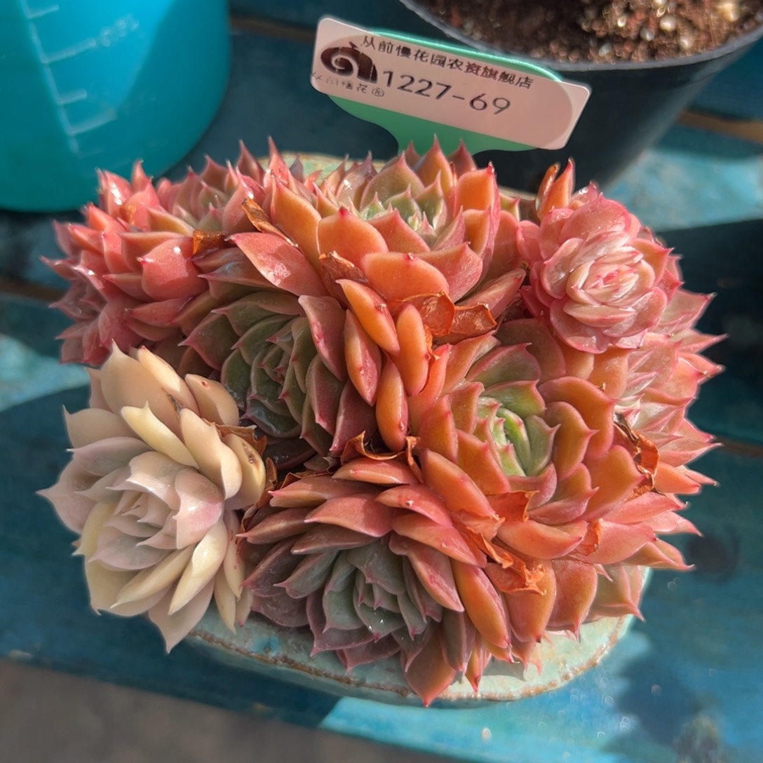 从前慢花园多肉编号1227-69