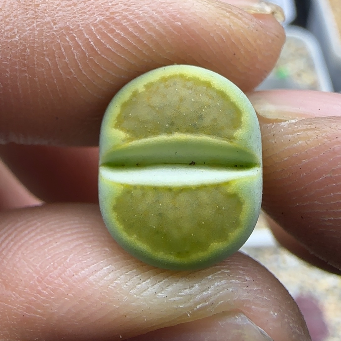 226 生石花大棚直播