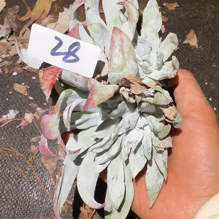 3代杂交仙女杯多肉福利处理