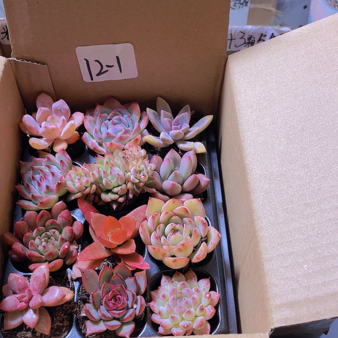 【闪购商品】12颗-1