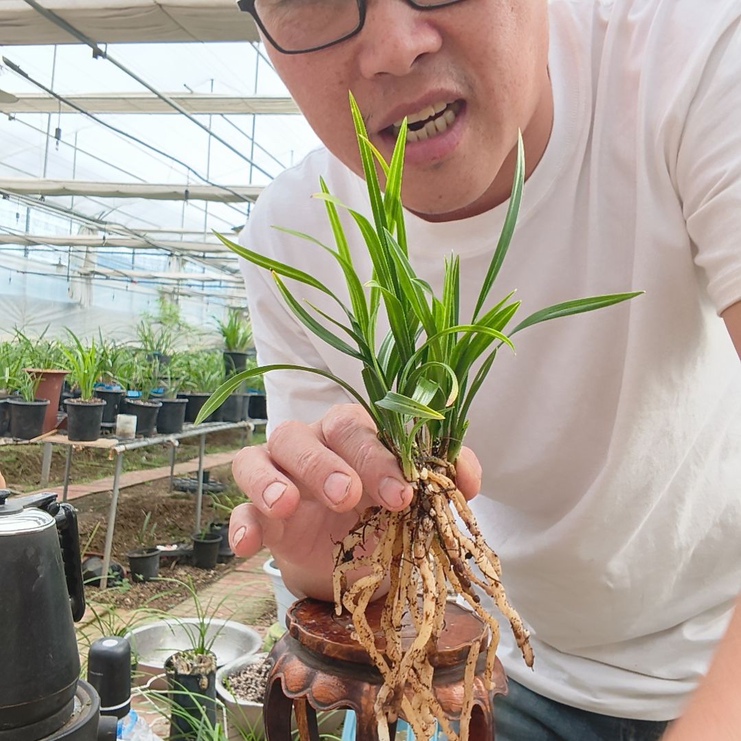 好***品无花朵春兰翠盖荷