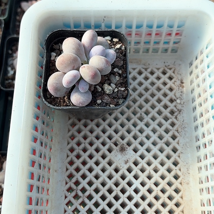 丶*zmxnxbdnsmsmdb087