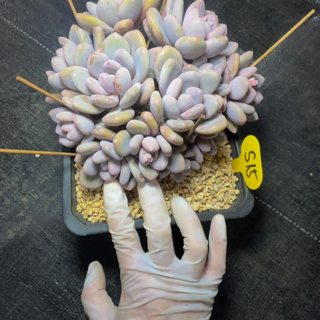 芣**一s s s s s s s s 15