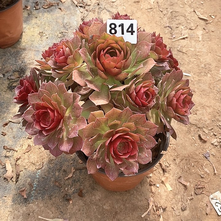 法师植物一物一拍814