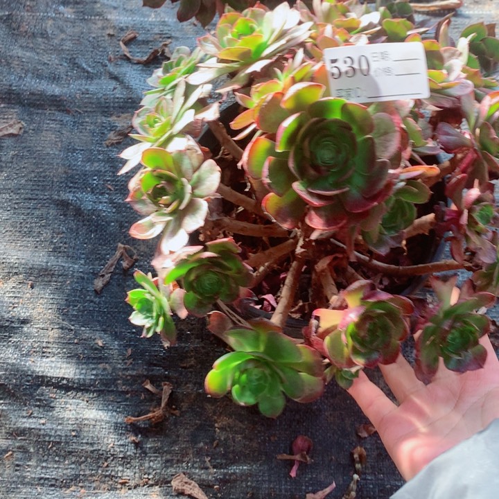 多肉植物530对肉