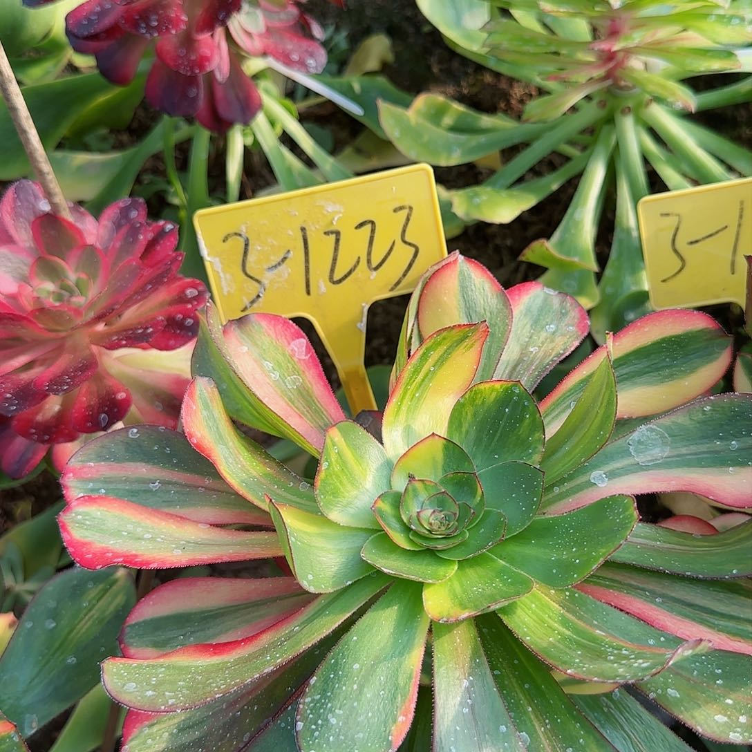 3-1223+++多头多肉植物