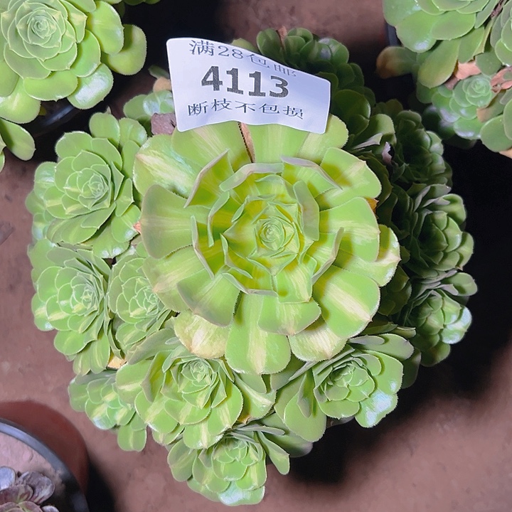 4113翡翠琉璃多肉植物