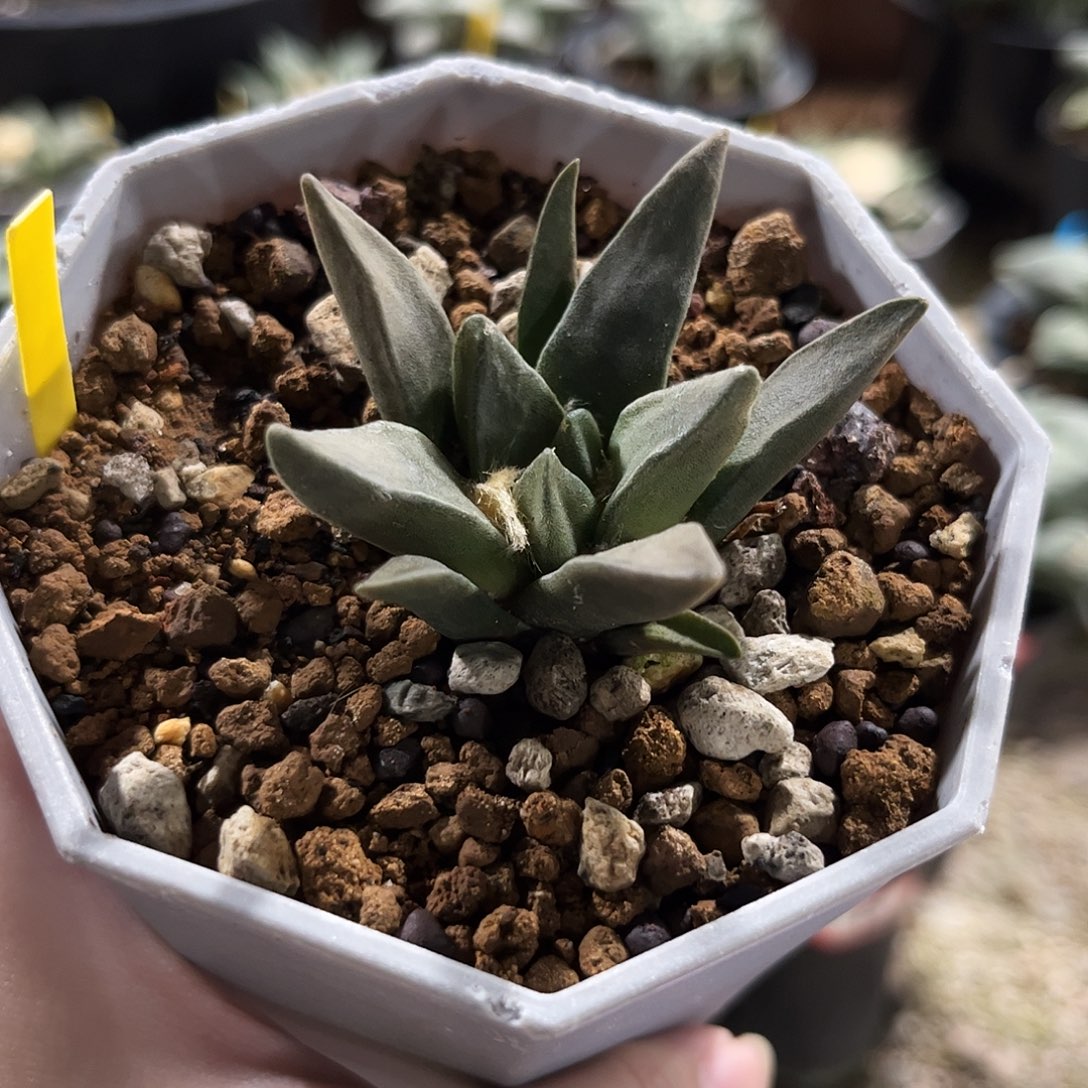 20号实生原始龙角牡丹