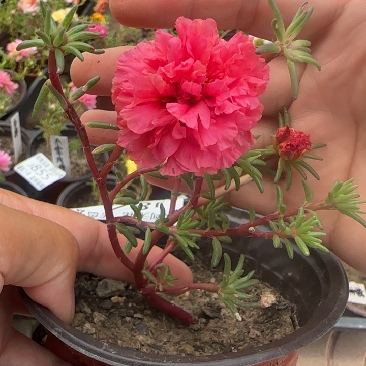 无花朵J844超小苗盆口10cm