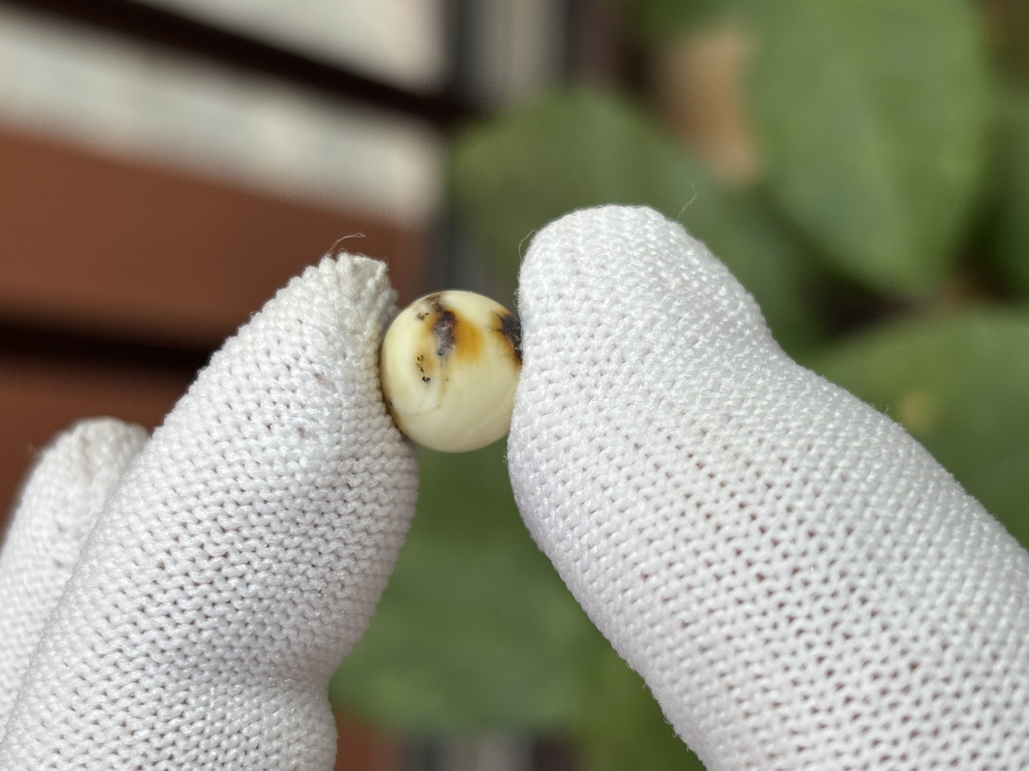 5363天然蜜蜡琥珀微瑕圆珠9.9mm