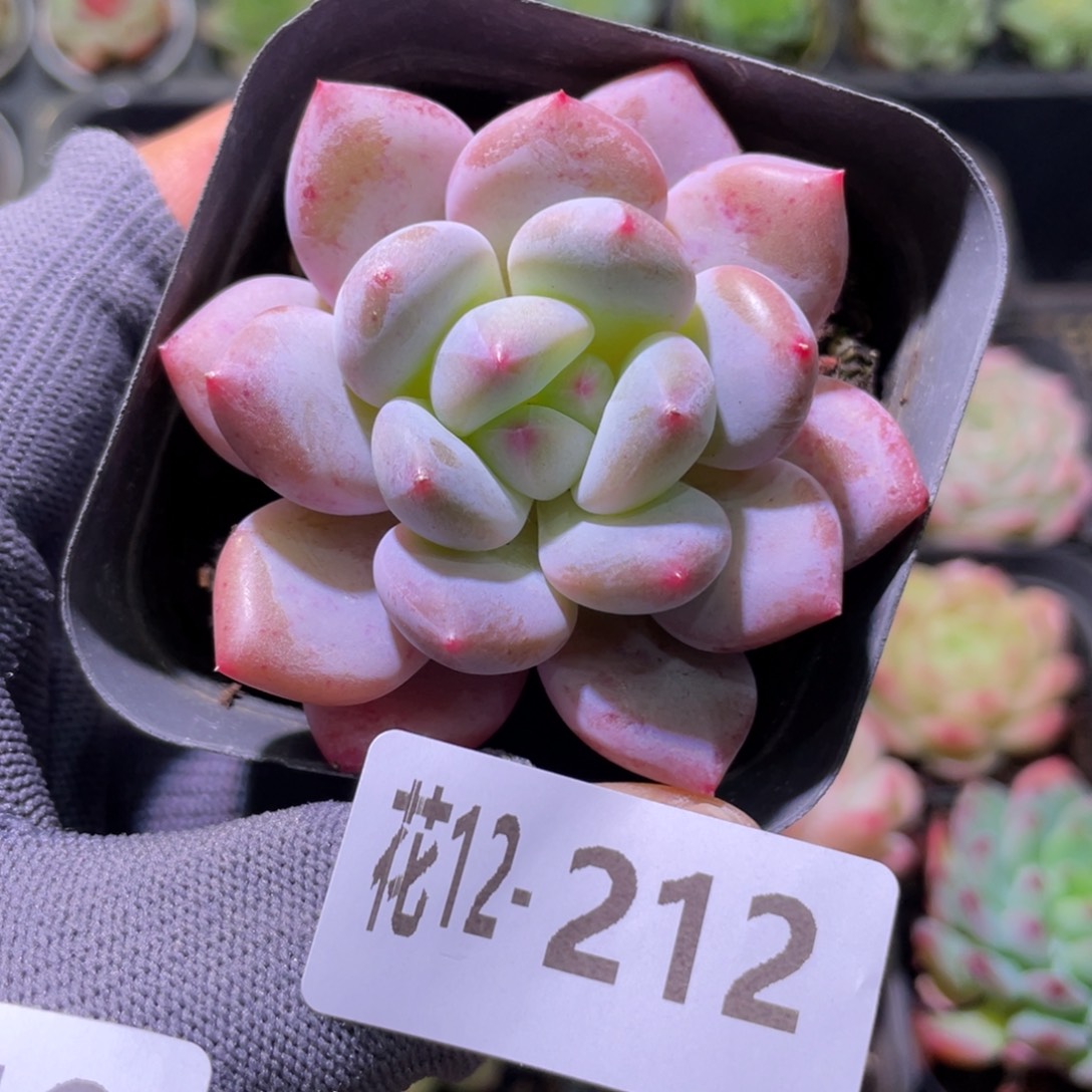 花利美12-212新品