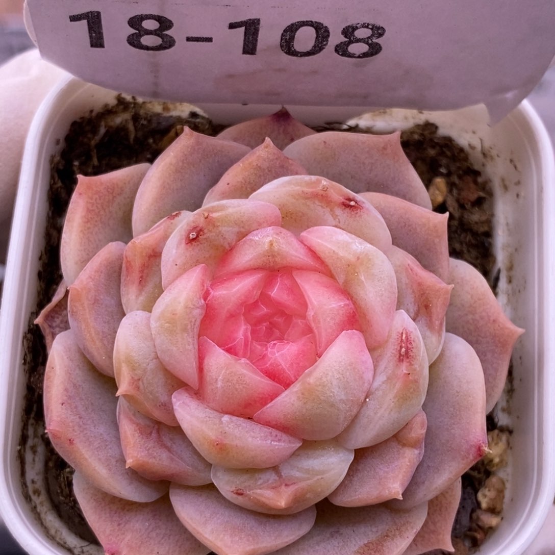 【闪购商品】18-108梦幻泡影
