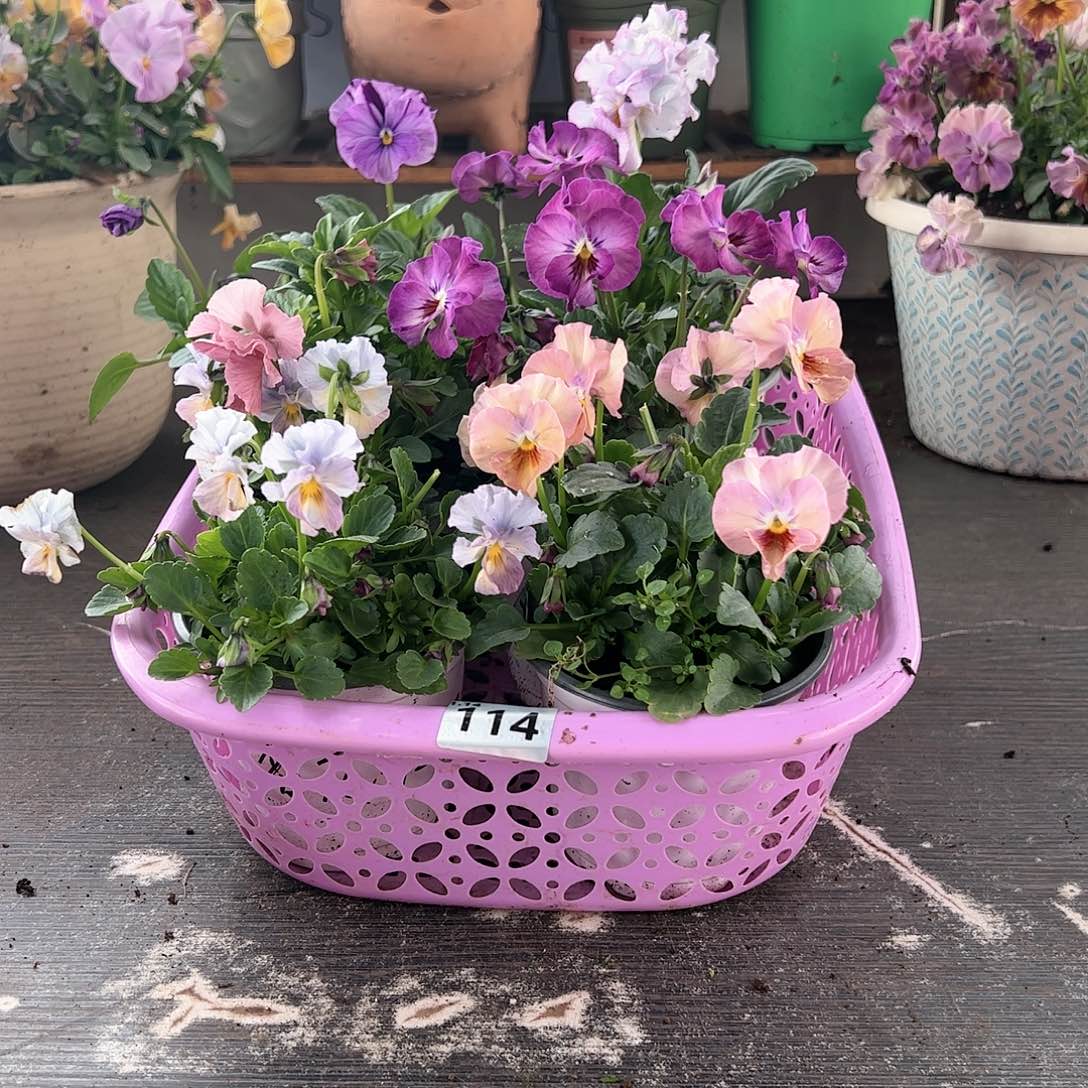 【闪购商品】114号