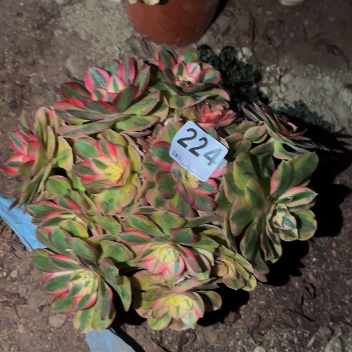 224半糖荔枝多肉植物不售后