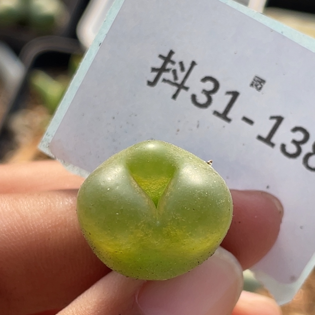 31-138毛奔多肉植物
