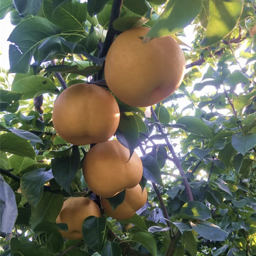 新品种嫁接梨树苗南北方种植盆栽地栽均可