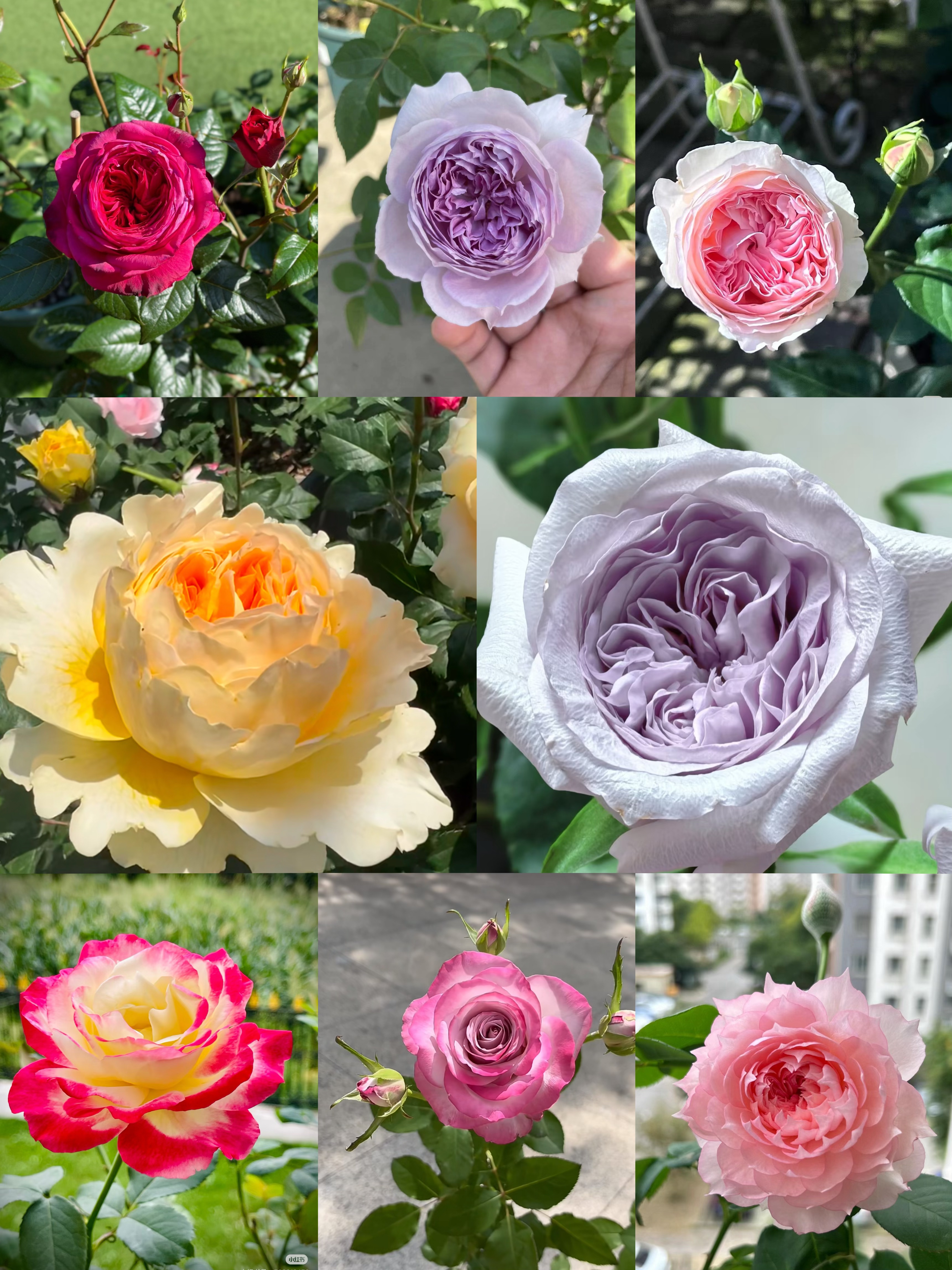 直播间【一物一拍】下单链接