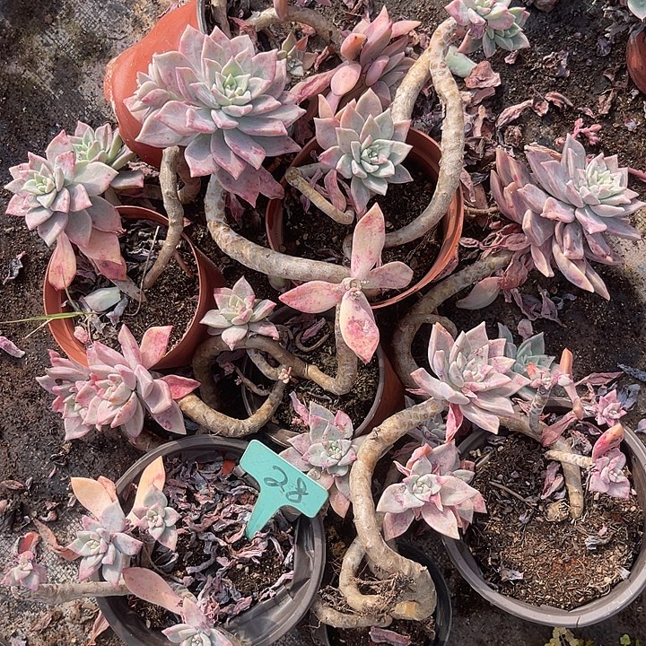 两单包邮，散，不售后28