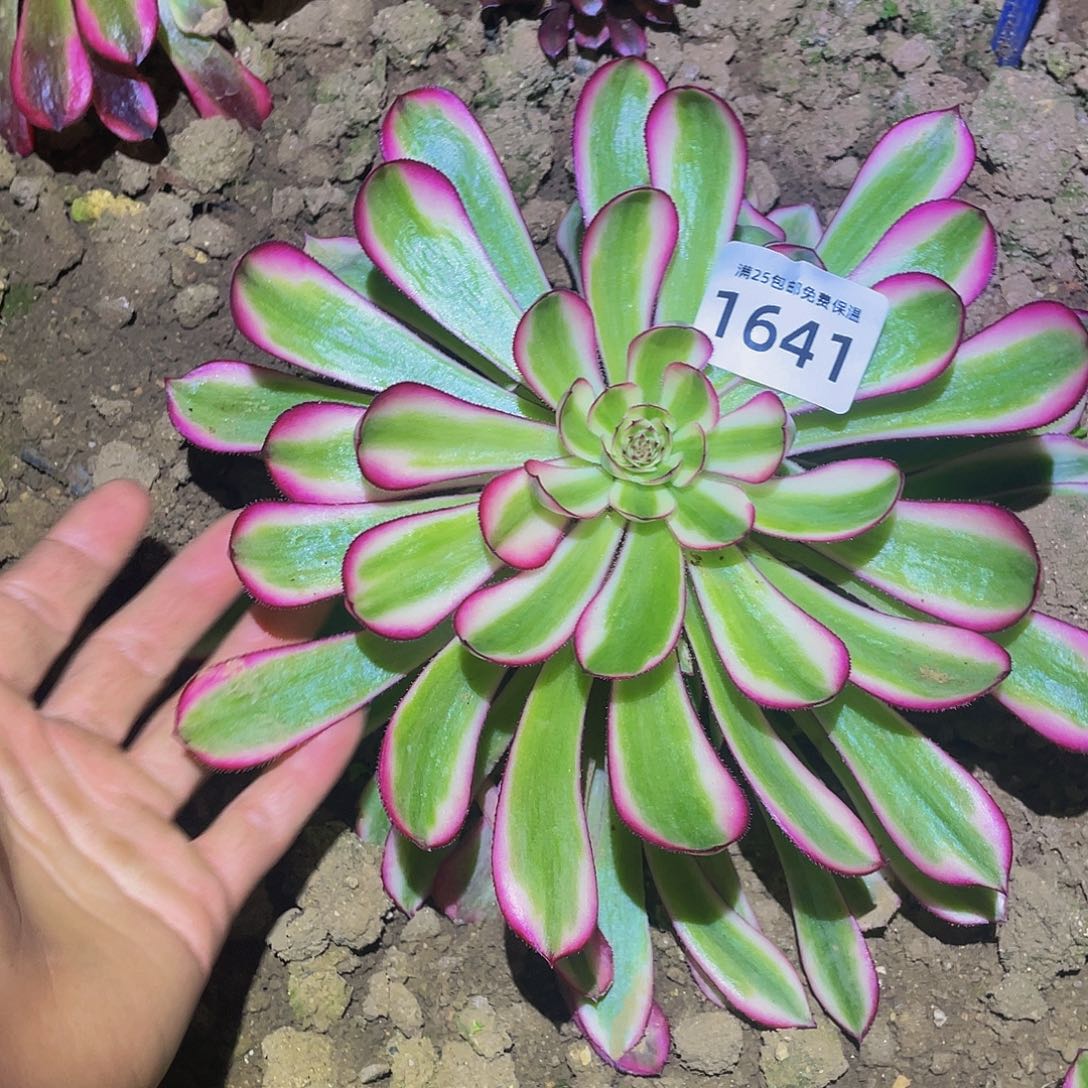 1641白月光多肉植物