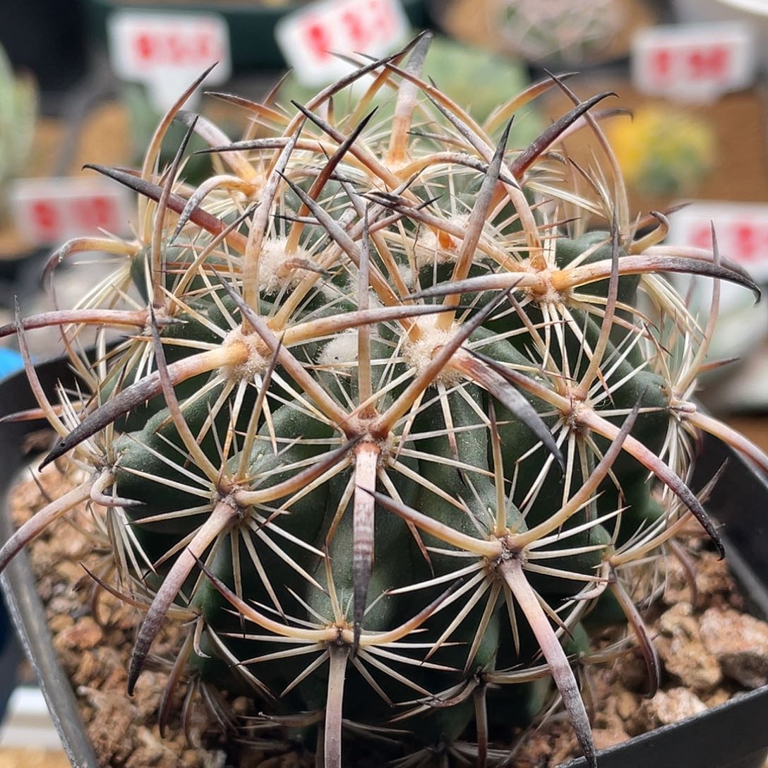 实生强刺虎爪玉仙人球多肉