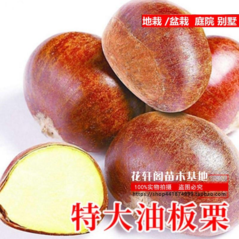 栗子树苗北方种油板栗苗嫁接当年结果南方种植特大大红袍地栽