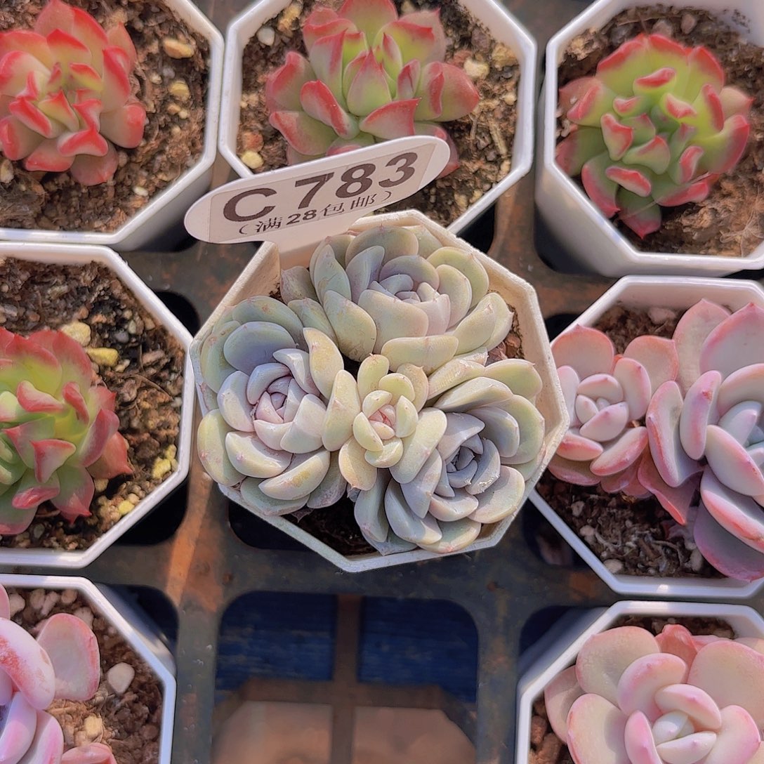 C783汉堡yiwuyupaiq 