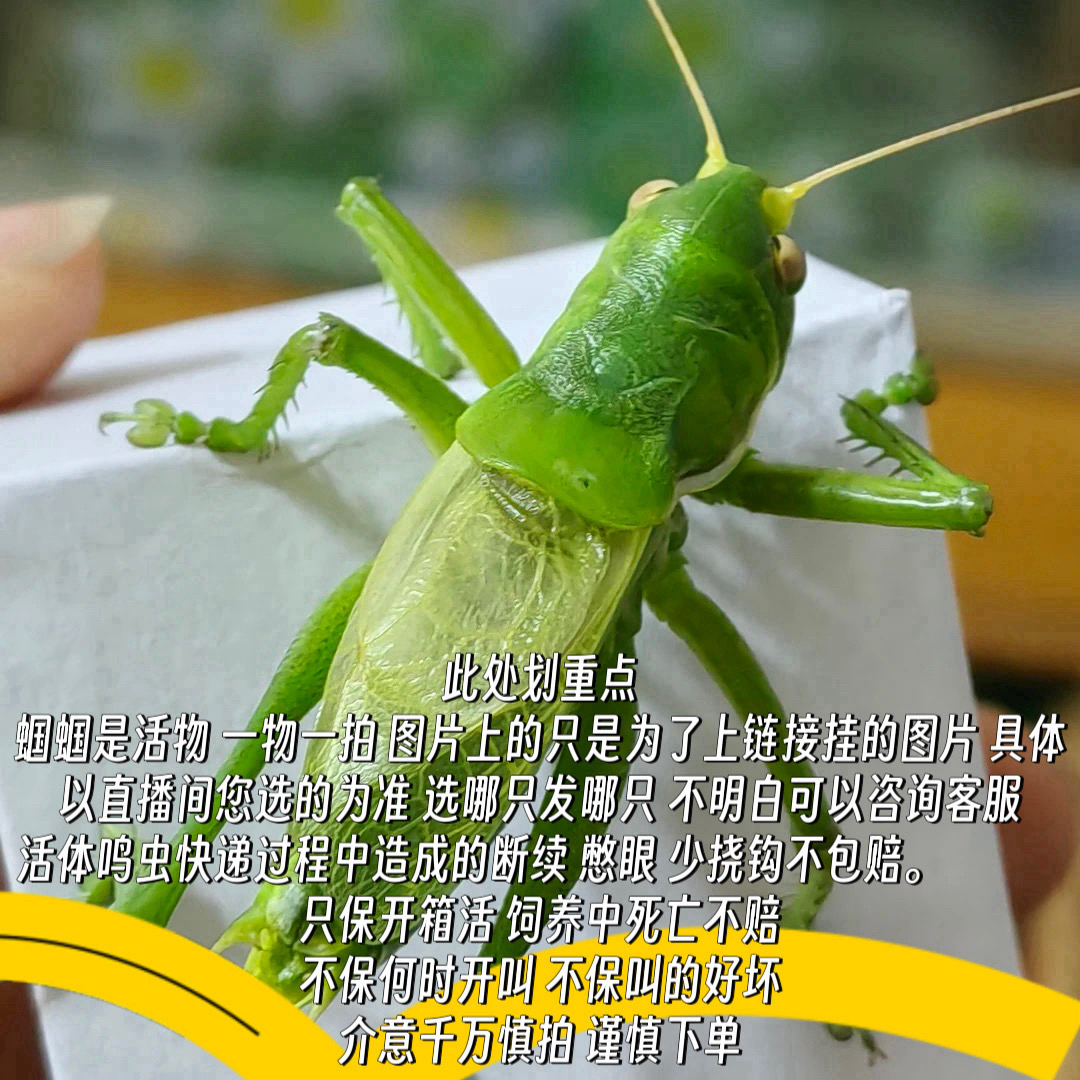 津韵鸣虫-瑕疵新脱天津本地翡翠绿蝈蝈 签收两小时内售后过时不保