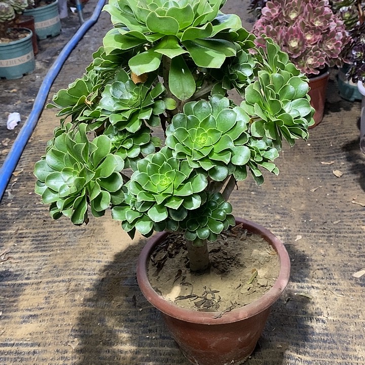 204，绿法师1345678899900