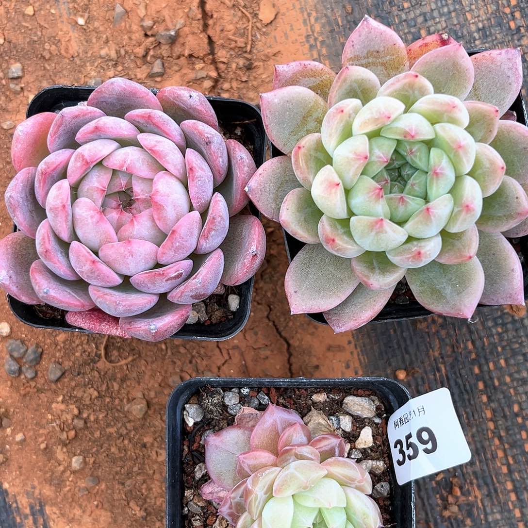 阿雅园艺。           359