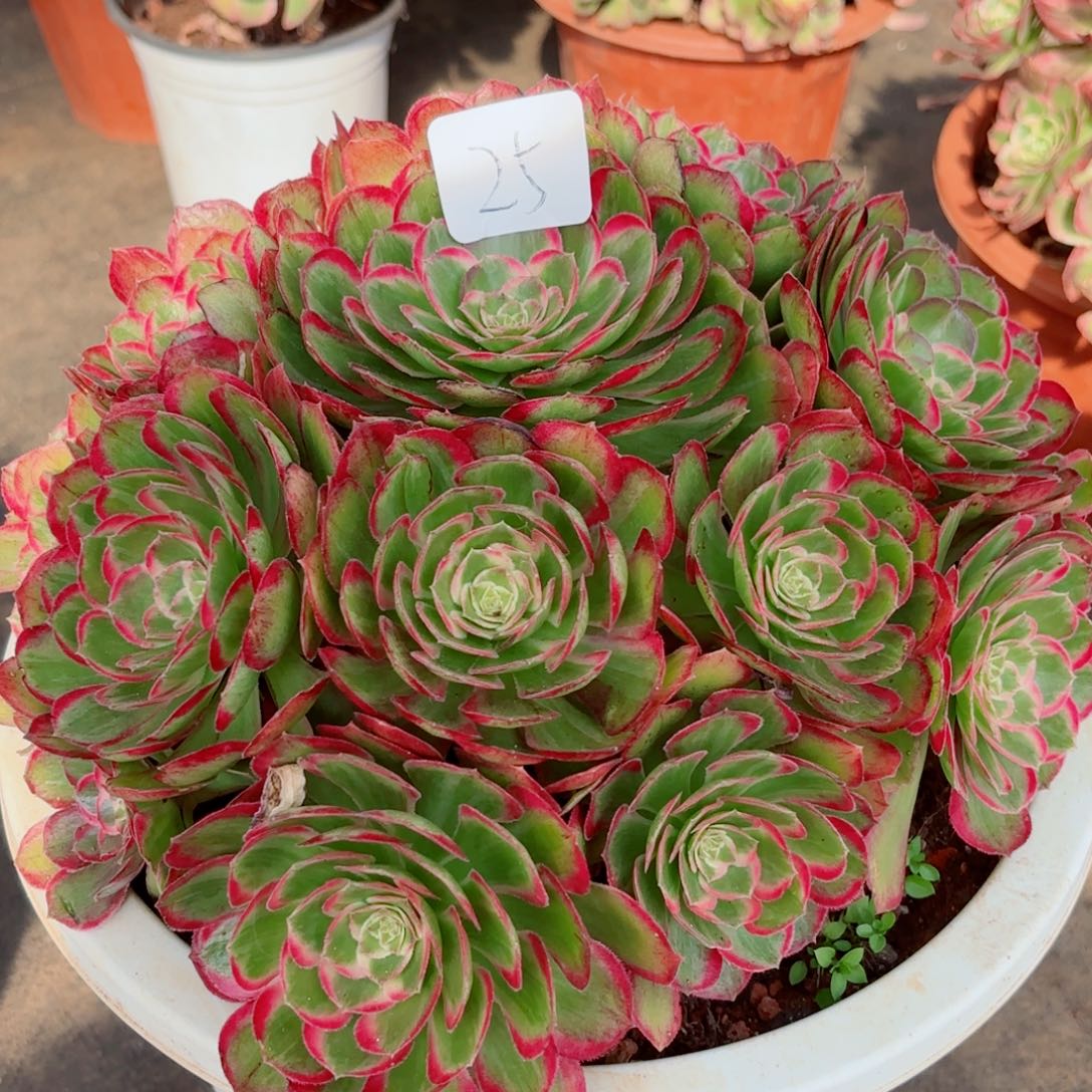 一物一拍多肉法师25