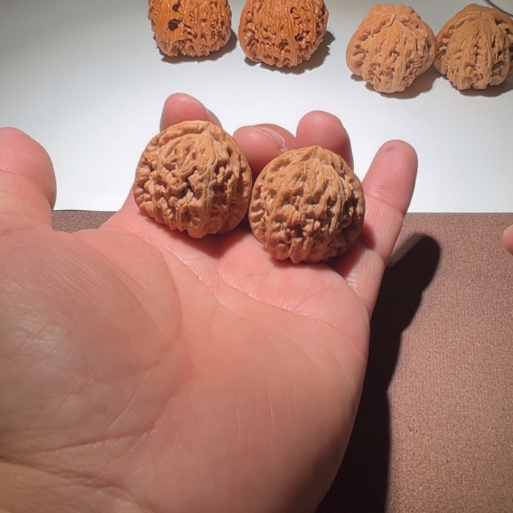 ****)精品白狮子35尺寸