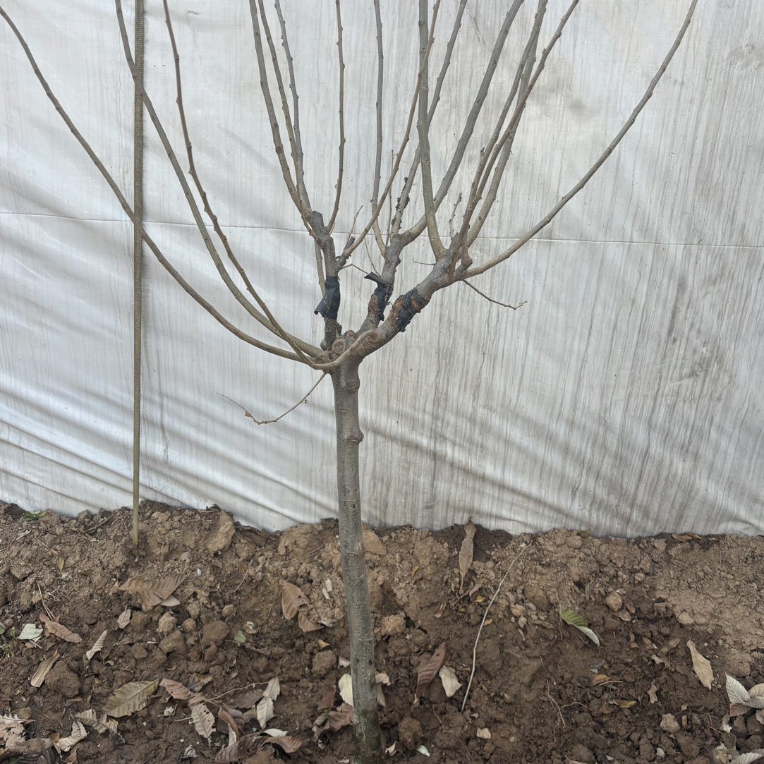 板栗树苗一树一拍