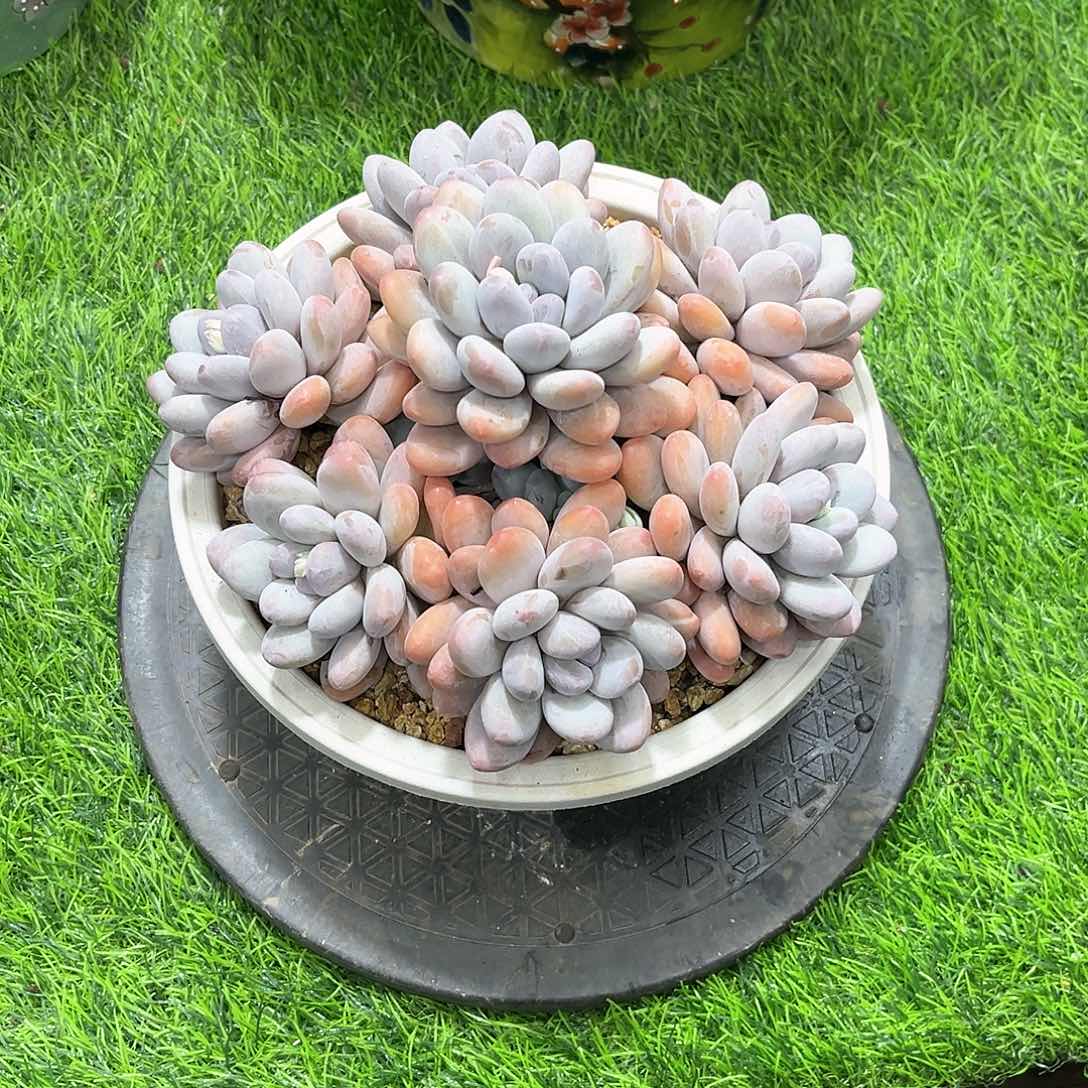 曼***9香水多肉植物 多肉