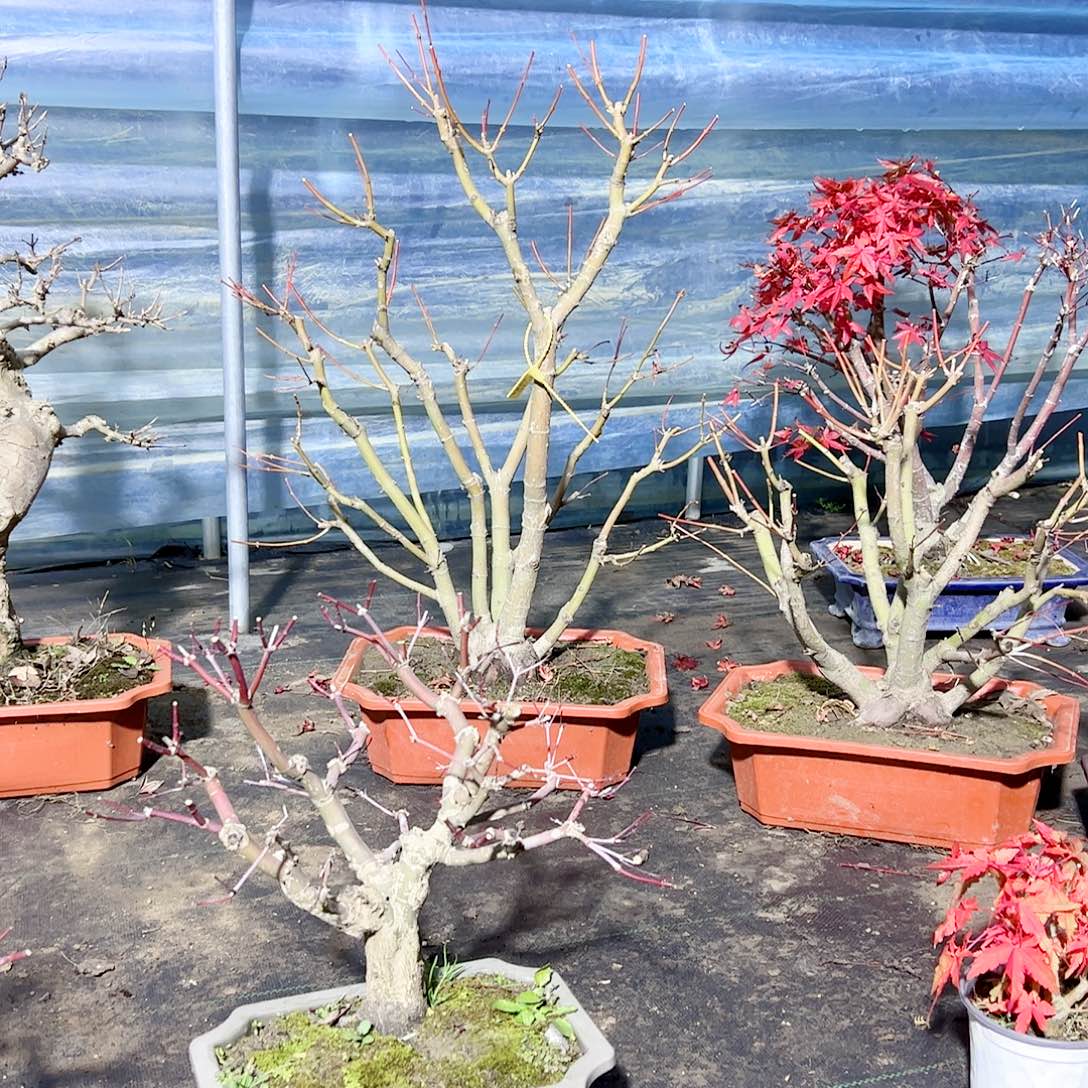 风***）无花朵枫树……枫树