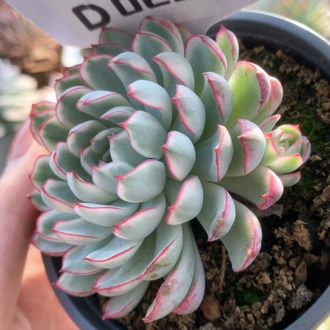 025白覆轮梦幻玫瑰锦锦锦锦