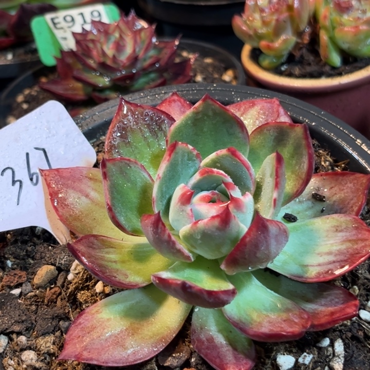 惊鸿一物一拍包装收缩花旱367