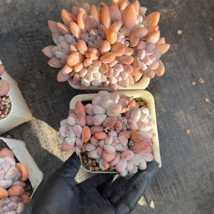 赛***雪11厘米左右一物一拍的的两颗一起的