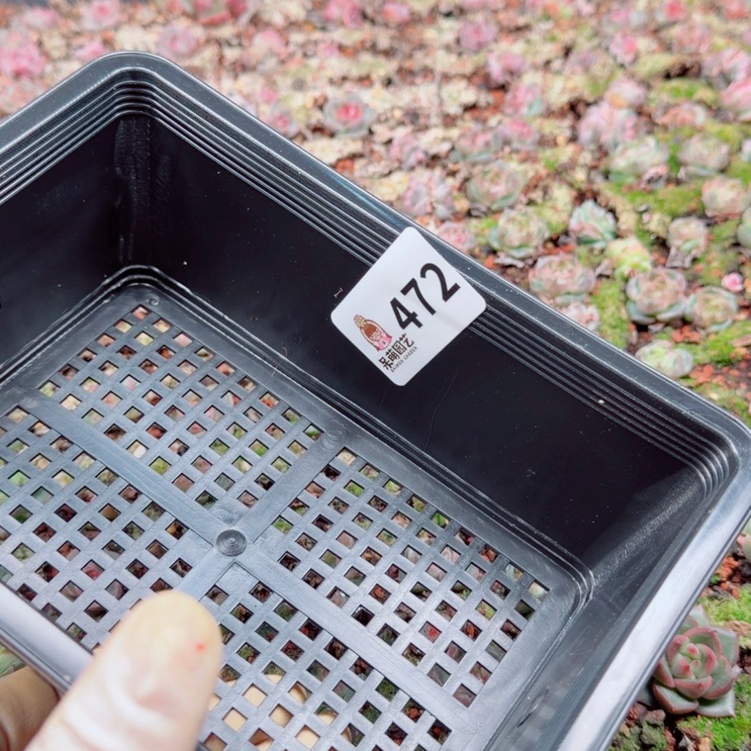 浅***浅多肉植物多肉植物