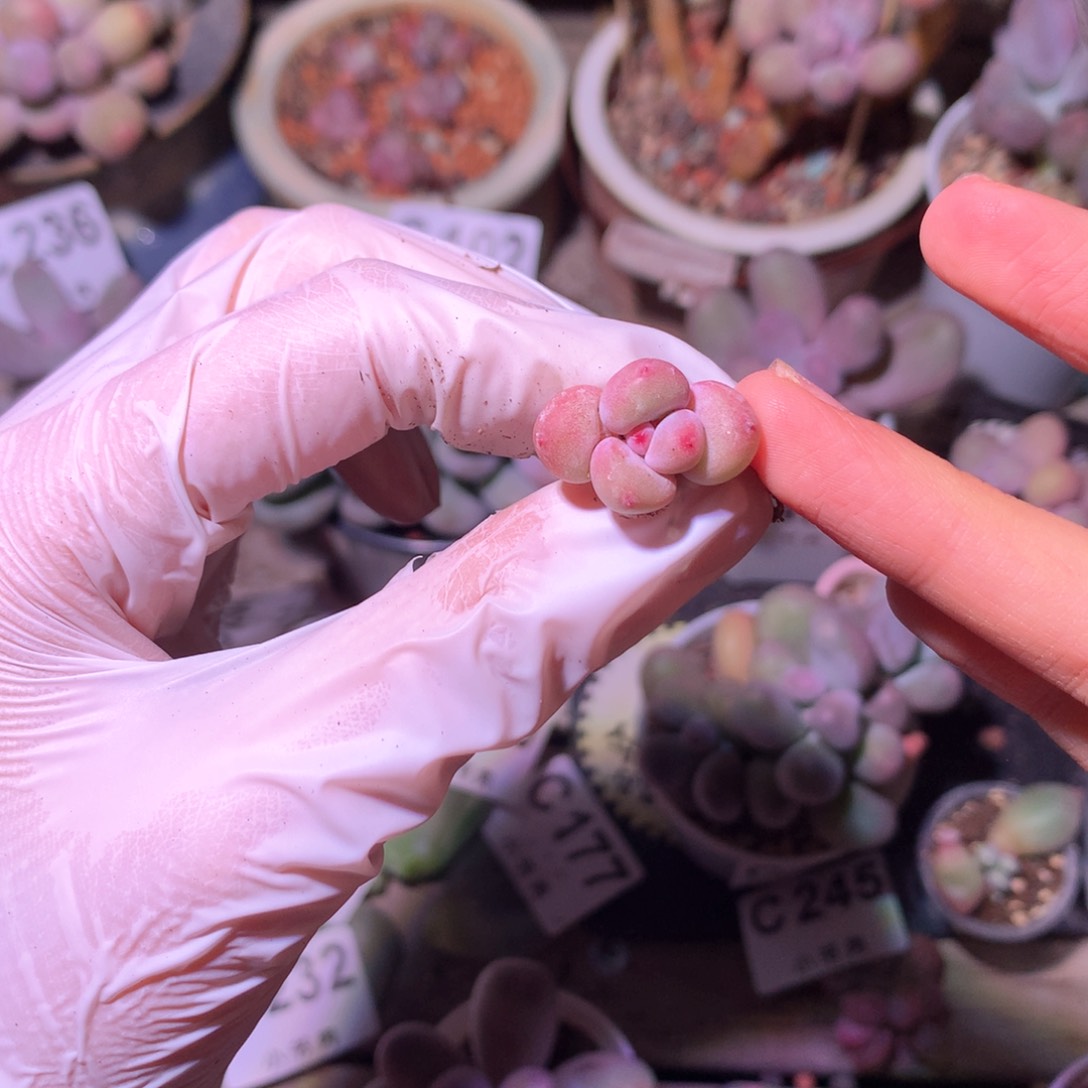 雪宝宝247哈哈哈哈哈哈