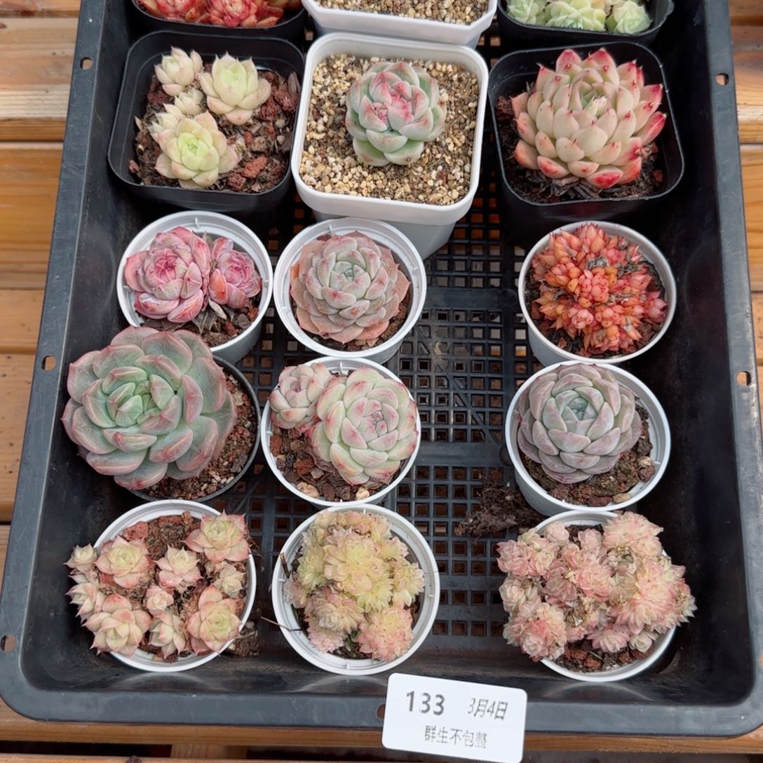 框拍框拍0304-133