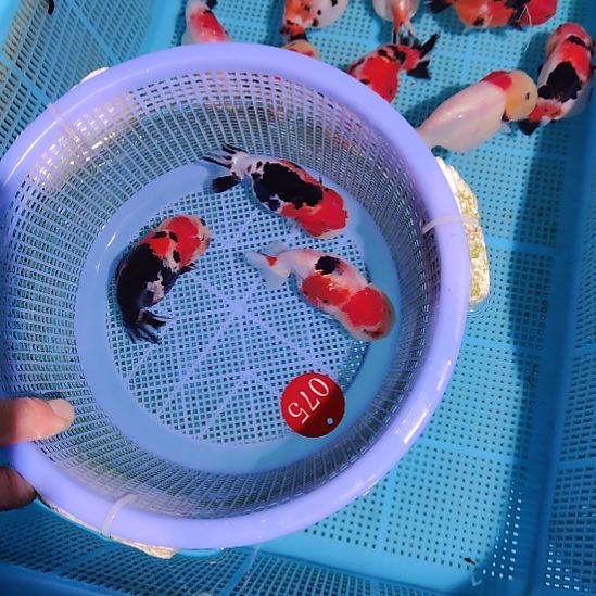 金鱼075兰寿三条特价顺丰包邮